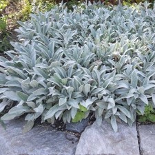 Stachys Byzanita - Lambs Ears