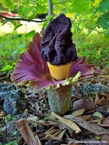 Amorphophallus paeoniifolius - amorphophallus,