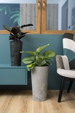 Tall round plant pot - plant, concrete