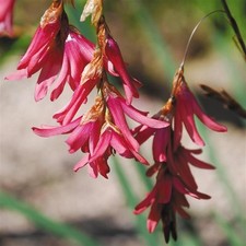 Dierama igneum plant 7cm - dierama,