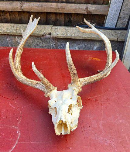 Fallow deer skull - fallow,