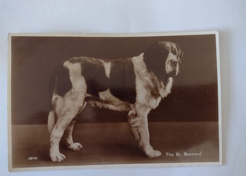 The bernard dog old - st,