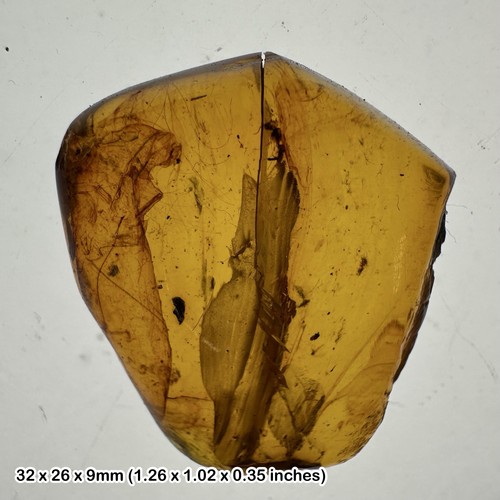 Burmese cretaceous amber with