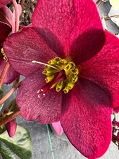 x1 Helleborus Ice n Roses Red - 19cm/3Litre