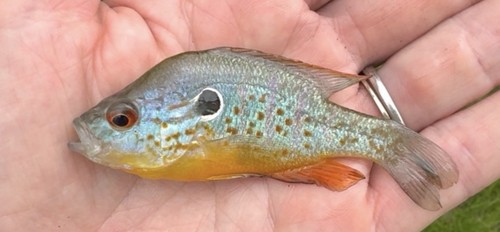 Orange spotted longear - spotted,