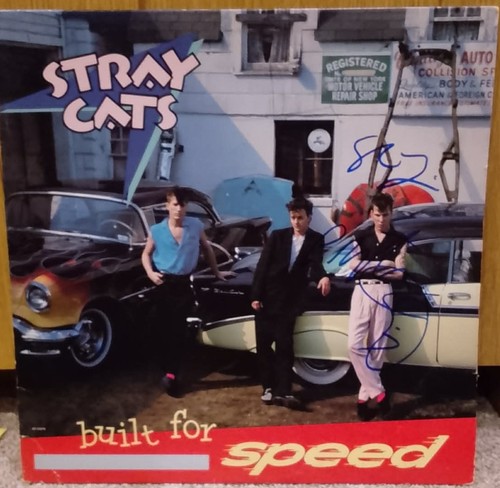 Stray cats built - cats,