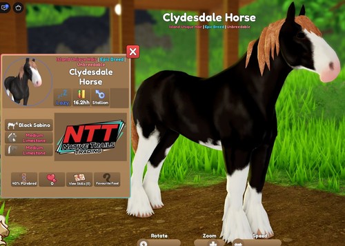 Wild horse islands black - wild,