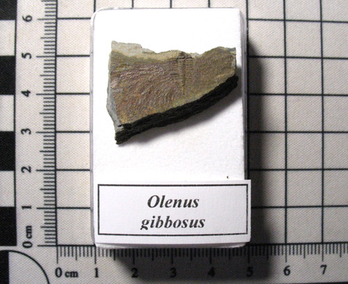 Cambrian trilobite fossil