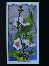 ARROWHEAD Wild Flowers 2nd