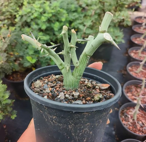 Rare live house plant - live,