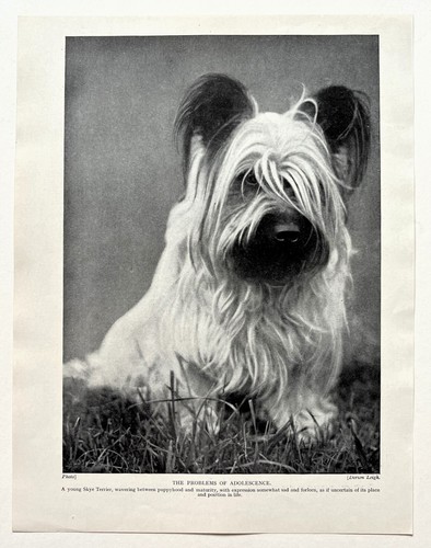 Skye terrier dog breed - dog,
