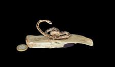 Taxidermy Tiny Corn Snake