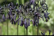 WOW! Agapanthus ‘Black
