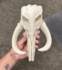 Large Mythosaur skull wall