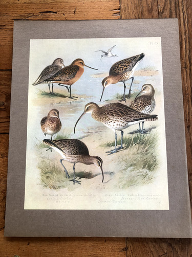 1900s large cromolithograph - , of