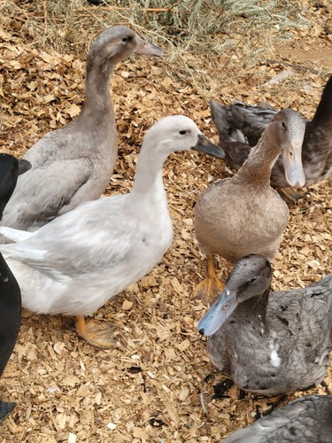 Surprise mystery hatching - mystery,