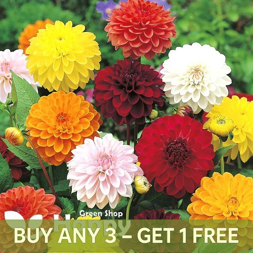 Dahlia variabilis showpiece - dahlia,