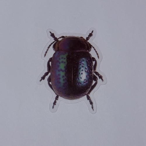 Chrysolina perforata leaf - chrysolina,