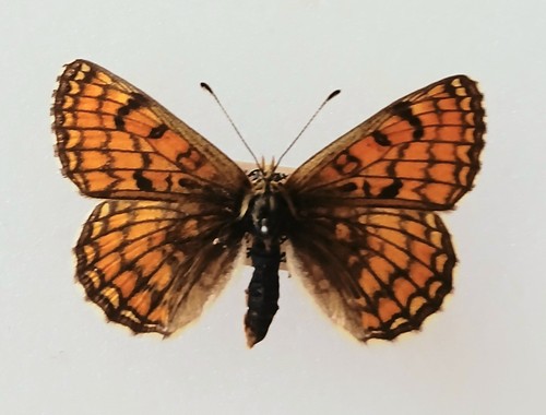 Melitaea parthenoides meadow - melitaea,