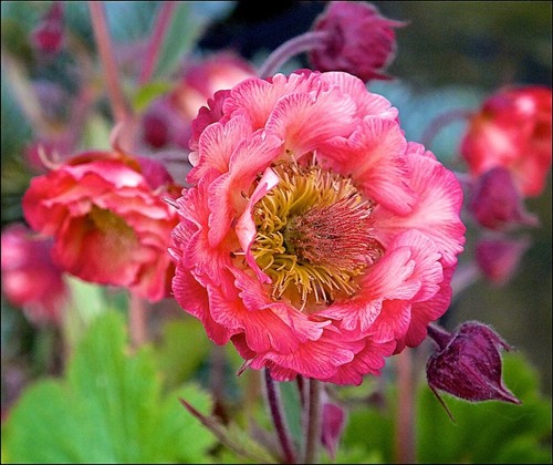 Geum pink petticoats 1 - 1, x