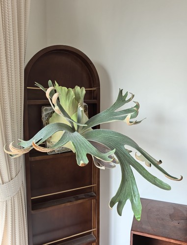 Platycerium willinckii blue - platycerium, “blue