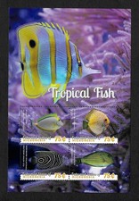 Micronesia tropical fish - tropical,