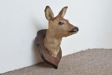 taxidermy roe deer head shield mounted (Capreolus capreolus)
