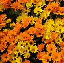 550x African Daisy Seeds –