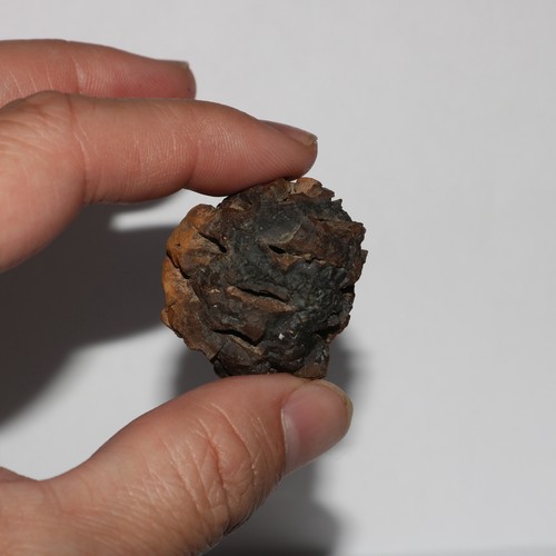 Meta sequoia pine cone - sequoia, fossil