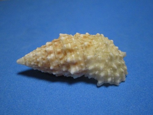 Cerithium echinatum lamarck - cerithium,