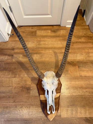 Antique taxidermy european - antique,