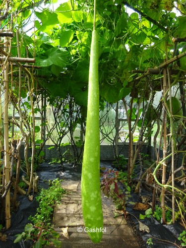 Bottle gourd dudhi - gourd, doodhi