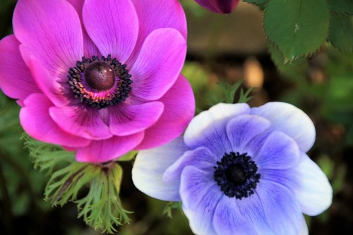 Anemone red blue pink - anemone,