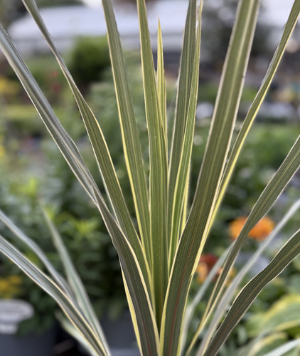 Cordyline australis torbay - cordyline,