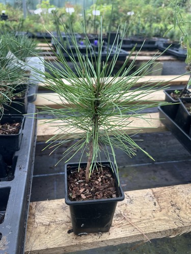 Western yellow pine pinus - yellow,