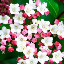 Viburnum tinus Laurustinus Evergreen Flowering Outdoor Potted Garden Berry Shrub