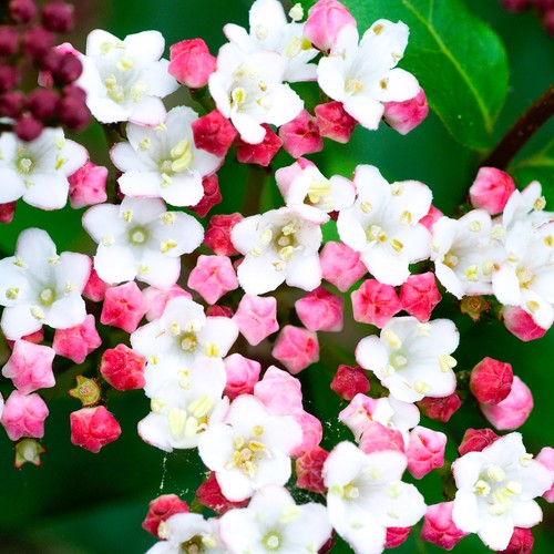 Viburnum tinus laurustinus - viburnum,