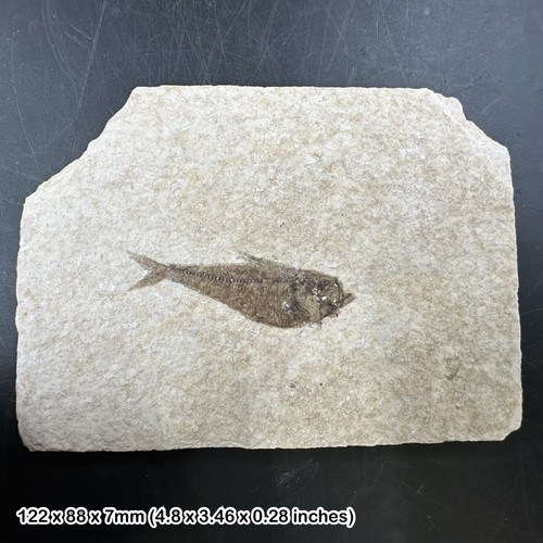 Knightia alta fossil fish - knightia,