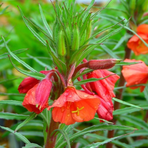 Evening primrose oenothera - primrose,