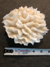 Natural Genuine dead LETTUCE