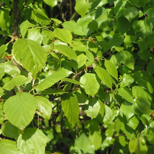 Downy birch moor white tree - birch/moor/white,