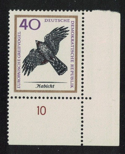 Northern goshawk bird - goshawk,