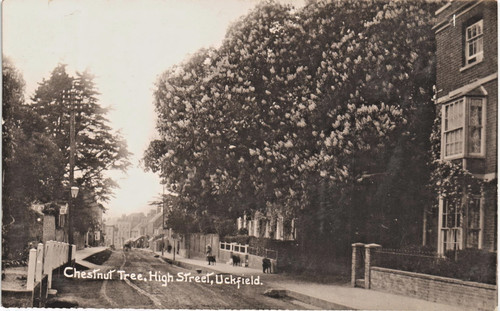 Uckfield chestnut tree - uckfield., high