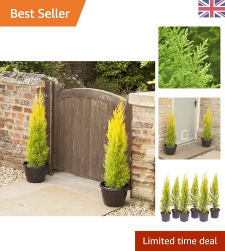 Established goldcrest cypress - goldcrest,