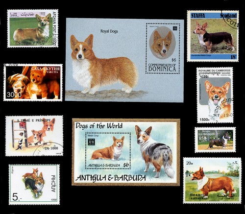 Corgi welsh herding - corgi,