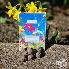 BEEKEEPER CERTIFIED 10 premium Handmade Bee Bombs Wildflower seed ball easy grow