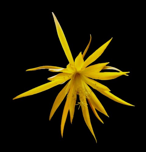 Epiphyllum large - !, “