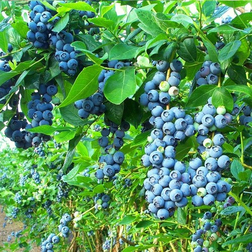 Blueberry bush bluecrop - x,
