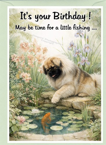 Tibetan spaniel dog - tibetan, 6")