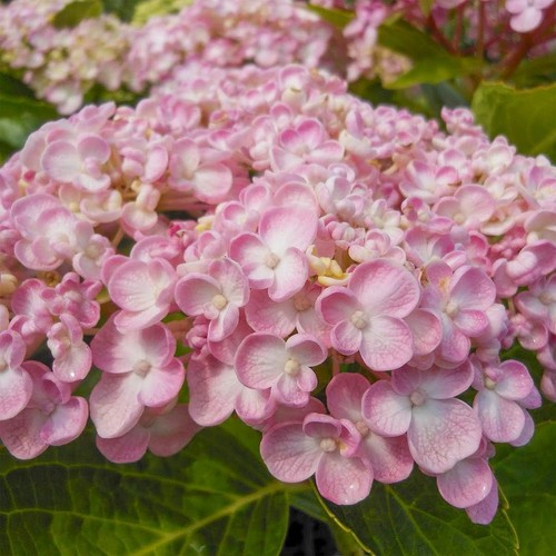 Hydrangea macrophylla ayesha - hydrangea,